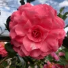 Pink Camellia Plant Live, 6 to 12 Inch Tall in Pot