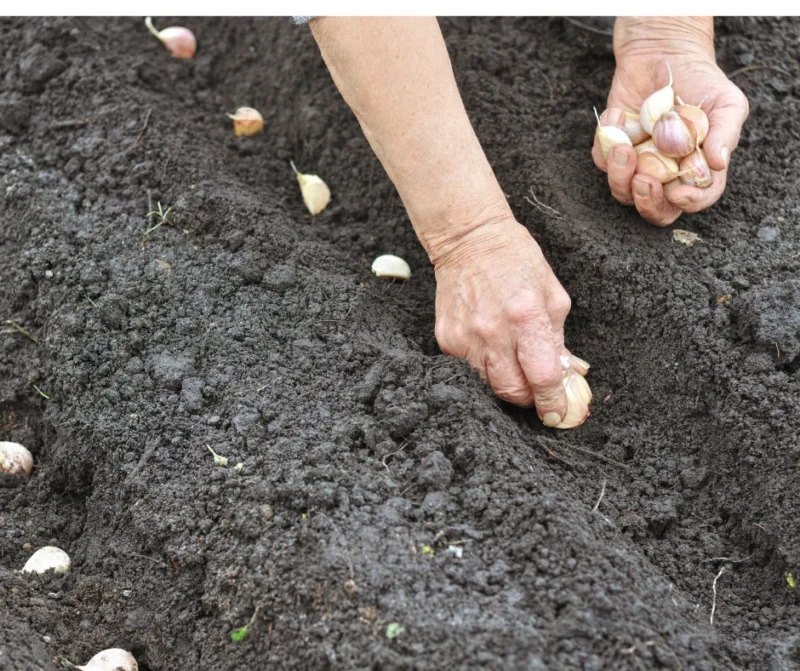 How to Plant garlic bulbs