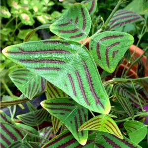 Christia Obcordata Live Houseplant - Butterfly Plant Live Christia Obcordata From 6 To 9 Inch Height