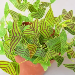 Christia Obcordata Live Houseplant - Butterfly Plant Live Christia Obcordata From 6 To 9 Inch Height