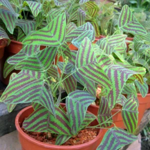 Christia Obcordata Butterfly Plant Live, Christia Obcordata Houseplant, 6-9 Inch Tall, Indoor Plants for Home Garden