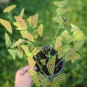 Christia Obcordata Butterfly Plant Live, Christia Obcordata Houseplant, 6-9 Inch Tall, Indoor Plants for Home Garden