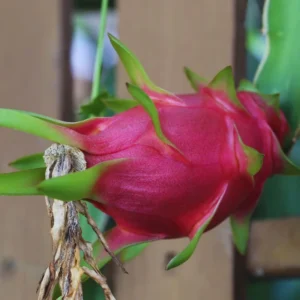 3 Dragon Fruit Cuttings, White Dragon Fruit Plants Live from 10 to 12 Inches Long, Dragon Fruit Live Plants, Live Dragon Fruit Plant, Dragon Fruit Starter Plant