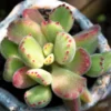 2 Bear’s Paw Succulent Live Plants, Cotyledon Succulent in Pot, Ornamental Indoor House Plant