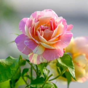 Pink Yellow Rose Flowers