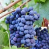 Grape Vine Live Plant, 30-40 Inch Height, Multiple Varieties of Seedless Grape Tree for Table Grapes and Home Gardens