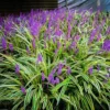 3 Liriope Plant Live, Lily Turf Liriope Muscari Live Starter Plants, From 6 Inches Tall, Great For Ground Cover Grass