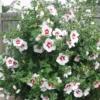 White Rose Of Sharon
