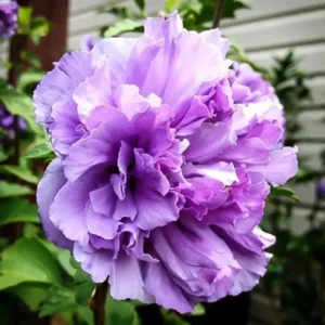 Set 20 Althea Rose of Sharon Cuttings, Hibiscus Syriacus Bush for Flowering and Garden Planting