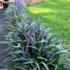 Lily Turf Liriope Muscari Live Plant Clump, 6 Inch Pot, Aztec Ornamental Grass Plant Live for Ground Cover or Edging
