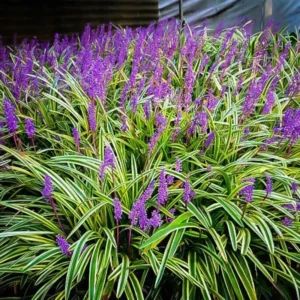 Lily Turf Liriope Muscari Live Plant Clump, 6 Inch Pot, Aztec Ornamental Grass Plant Live for Ground Cover or Edging