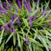 Liriope Ornamental Grass Plant Live, Aztec Grass Liriope Muscari Lily Turf Plant Live Clump, In 6 Inch Pot, Ground Cover Plants Or Border Grass