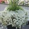 3 Sweet Alyssum Plants Live, White Alyssum Flowers, 8 Inch Tall in 3 Inch Pot, Perfect for Perennial Flower Beds