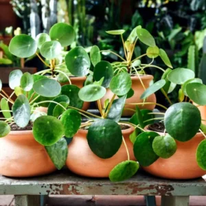 2 Pilea Peperomioides Plants Live, Chinese Money Plants Live Indoor, 4 Inc Tall, Live Chinese Money Plant, Pilea Peperomioides Live Plant, No Pot