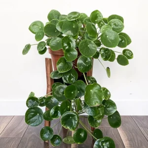 2 Pilea Peperomioides Plants Live, Chinese Money Plants Live Indoor, 4 Inc Tall, Live Chinese Money Plant, Pilea Peperomioides Live Plant, No Pot