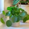 3 Chinese Money Plants Live Indoor, 4 Inc Tall, Pilea Peperomioides Plants Live, Live Chinese Money Plant, Pilea Peperomioides Live Plant, No Pot