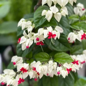White Red Bleeding Heart Vine Plant - Clerodendrum Live Plant in 4-Inch Pot for Indoor and Outdoor Garden