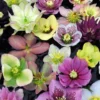 Heritage Hellebore Live Plant - Royal Hellebores with Lenten Rose in 2.5 Inch Pot