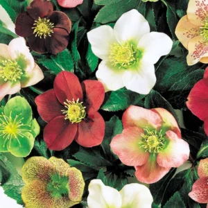 Heritage Hellebore Live Plant - Royal Hellebores with Lenten Rose in 2.5 Inch Pot
