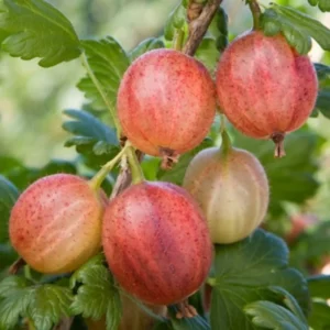 Live Gooseberry Plant - 8-12 Inch Potted, Fully Rooted in Soil - Sweet Gooseberry Bush Live for Gardens
