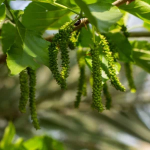 Pakistan Mulberry Tree Live Plant, In 6 Inch Pot, Size 10-14 Inch Tall, Mulberry Bush Live Plant