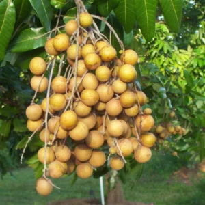 Longan Tree Live Plant - 6-Inch Pot, 8-14 Inch Tall - Tropical Fruit Tree for Indoor or Outdoor Growing