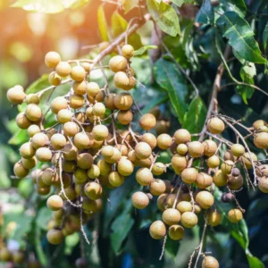 Longan Tree Live Plant - 6-Inch Pot, 8-14 Inch Tall - Tropical Fruit Tree for Indoor or Outdoor Growing