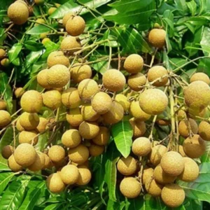 Longan Tree Live Plant - 6-Inch Pot, 8-14 Inch Tall - Tropical Fruit Tree for Indoor or Outdoor Growing