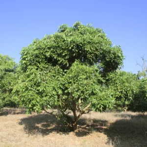 Longan Tree Live Plant - 6-Inch Pot, 8-14 Inch Tall - Tropical Fruit Tree for Indoor or Outdoor Growing