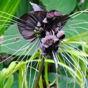 2 Black Bat Flower Plants - Tacca Black Bat Orchid in 2 Inch Pots - Unique Flowering Tacca Plants