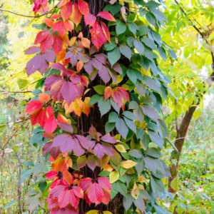 3-Pack Virginia Creeper Ivy Plants - Live Bareroot Vines for Outdoor Ground Cover and Landscaping