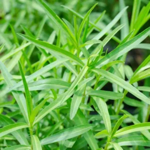 2 Pots Tarragon Plants Live, Tarragon Live Plant In 4 Inch Pot, Texas Tarragon Herb for Indoor or Outdoor Gardens