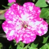 Set 4 Petunia Flowers - 4-8 Inch Tall - Petunia Plants Live for Stunning Garden