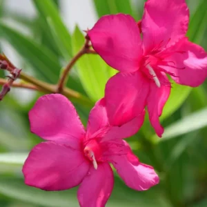 3 Pink Oleander Plants Live, 4 to 6 Inches Tall, Live Oleander Plants, Oleander Live Plants, Oleander Well Rooted for Gardening Indoor Outdoor