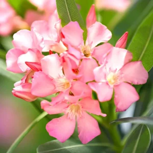 3 Pink Oleander Plants Live, 4 to 6 Inches Tall, Live Oleander Plants, Oleander Live Plants, Oleander Well Rooted for Gardening Indoor Outdoor