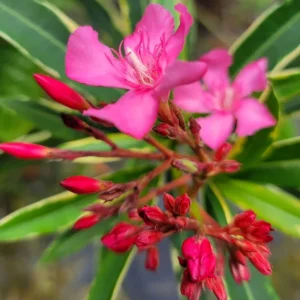 3 Pink Oleander Plants Live, 4 to 6 Inches Tall, Live Oleander Plants, Oleander Live Plants, Oleander Well Rooted for Gardening Indoor Outdoor