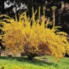 Live Forsythia Shrubs - 5 Lynwood Gold Forsythia Bushes Bareroots, 12-18 Inch Tall with Yellow Blooms for Outdoor Gardens