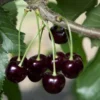 Hardy Cherry Tree Live Plant, 3-4 Feet Tall, Potted Cherry Tree for Gardening and Fruit Harvesting
