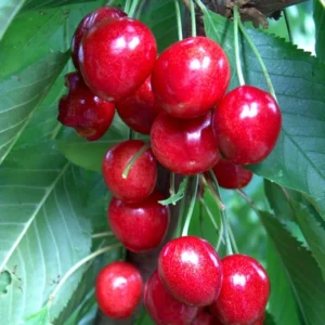 Giant Cherry