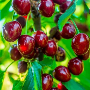 Hardy Cherry Tree Live Plant, 3-4 Feet Tall in 3 Gallon Pot, Classic Cherry Plant for Reliable Outdoor Yields