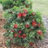 Dwarf Little John Bottlebrush Plant Live, 1 Ft Tall, Compact Flowering Tree in 6 Inch Pot for Landscaping