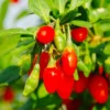 Sweet Goji Berry Plant Live, 1 Ft Tall in 6 Inch Pot, Perfect for Outdoor Planting and Berry Harvest