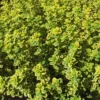 3 Lemon Thyme Plants, Golden Green Lemon Thyme Live Plants For Gardening