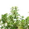 Variegated Lemon Thyme Plants Live, 4 Plants, Thyme Live Plants, 5 To 7 Inches Tall
