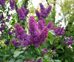 Lilacs