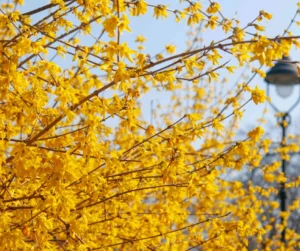 Forsythia