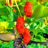 Live Mulberry Trees – Set of 2 Sweet Berry-Producing Plants, 2-3 Feet Tall, Perfect for Growing Outdoors