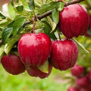 2 Apple Trees Live Plants – Semi-Dwarf Fruit Trees 2 Feet Tall, Perfect for Growing Fresh Apples at Home