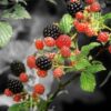 Blackberry Plants, 2 Thornless Blackberry Plants, Sweet Blackberry Bush for Planting, Blackberries Plants, Fruit Bushes, Fruit Trees 5 to 9 Inches Tall