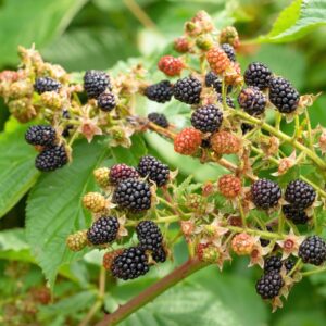 Alternative view of 2 Blackberry Plants, Thornless Blackberry Plants Live, Blackberry Bush Live Plant, Blackberries Plants for Planting, Fruit Bushes Live Plant, Blackberry Fruit Trees 5 to 9 Inches Tall